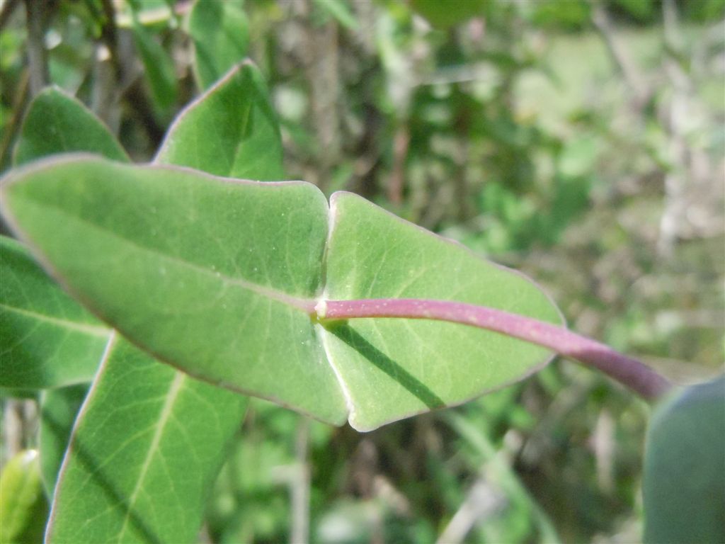 Lonicera implexa